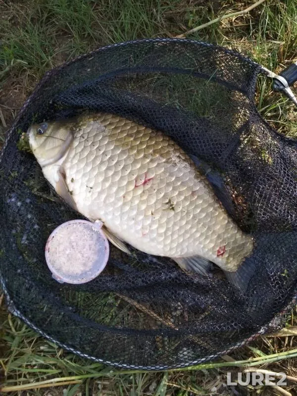 Crucian carp — Kurganskaya oblast, Aug 12, 2019