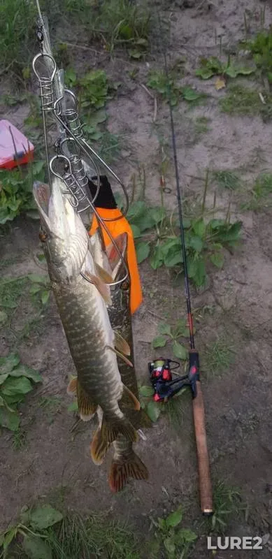 Pike — Tobyl - Tobol, Jul 25, 2019