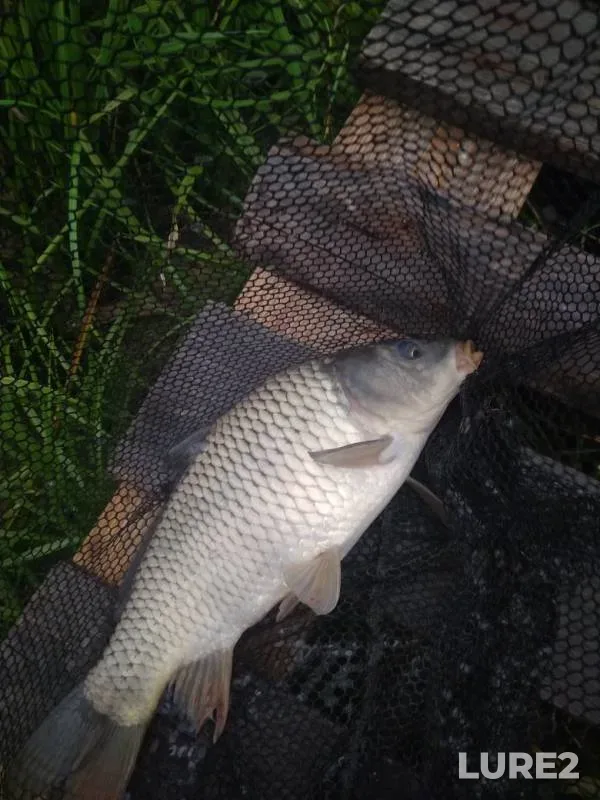 Carp — Tobyl - Tobol, Jul 22, 2019