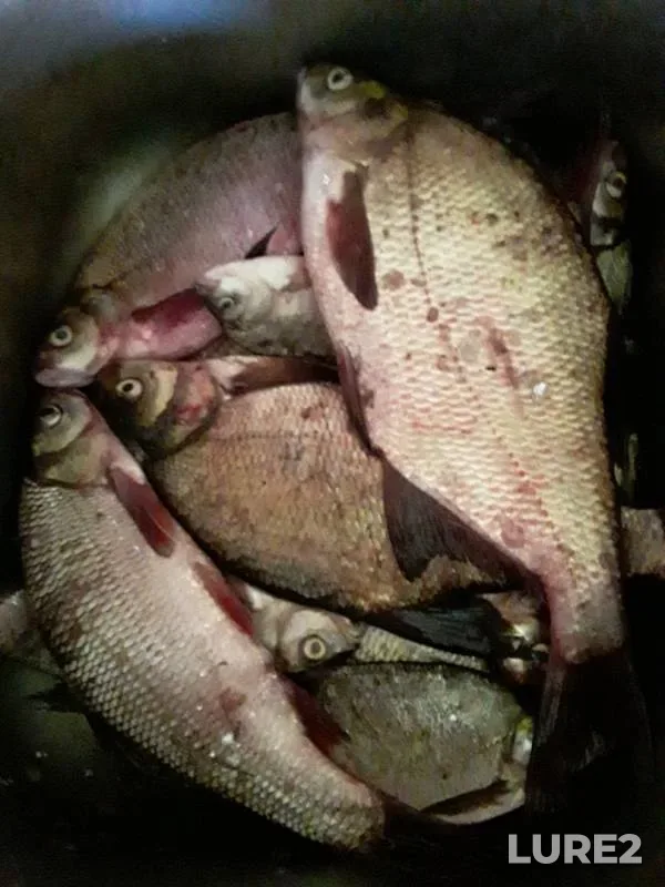 Bream, Ide — Tura, Jul 20, 2019