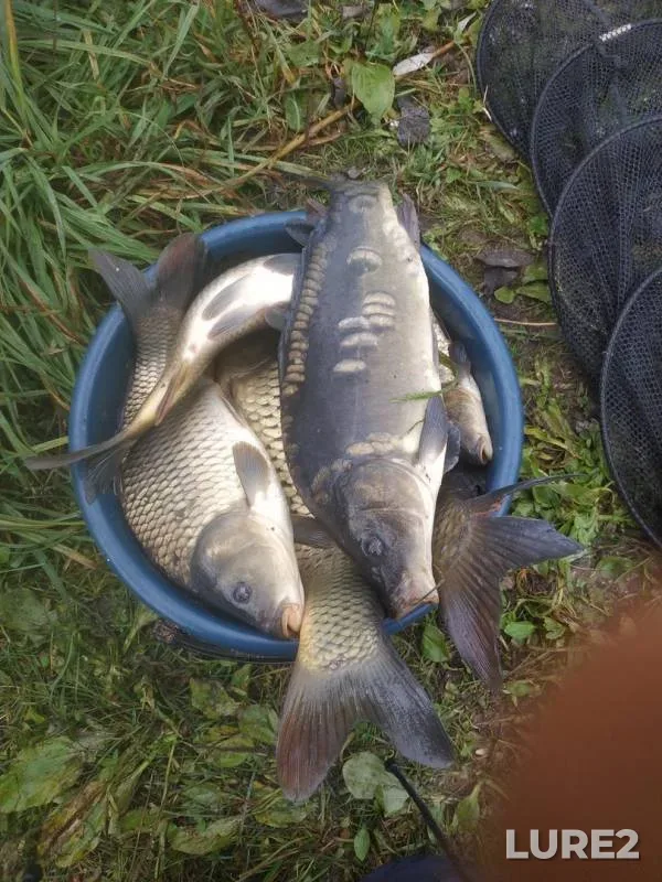Carp — №10, Sep 29, 2019