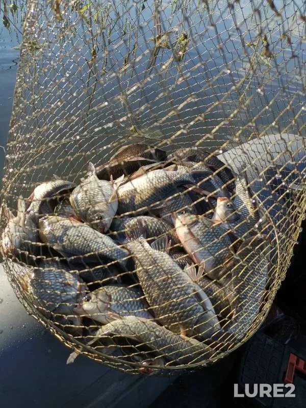 Crucian carp — Karasye, Jul 09, 2019