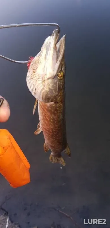 Pike — Tobyl - Tobol, Aug 09, 2019