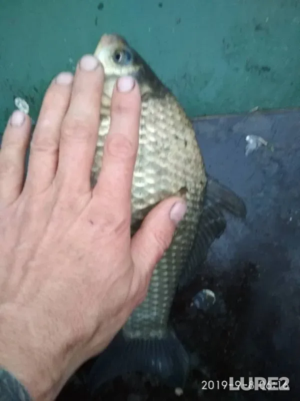 Crucian carp — Pyankovo, Sep 08, 2019