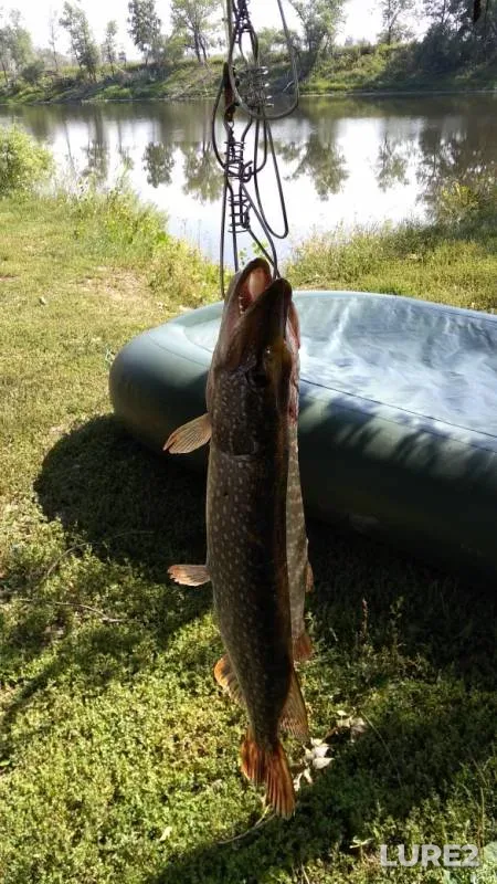 Pike — Tobyl - Tobol, Aug 18, 2019
