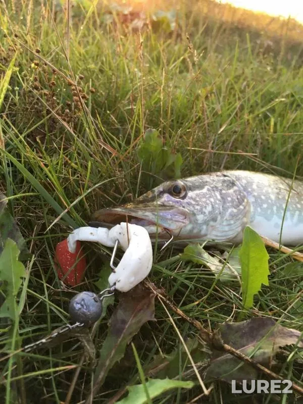 Pike — Tobyl - Tobol, Sep 03, 2019