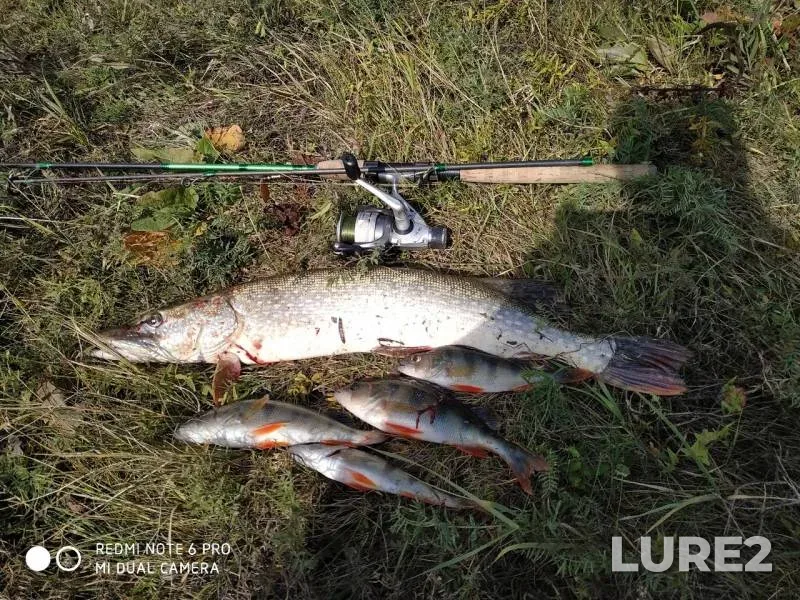 Perch, Pike — Tobolchik, Sep 06, 2019