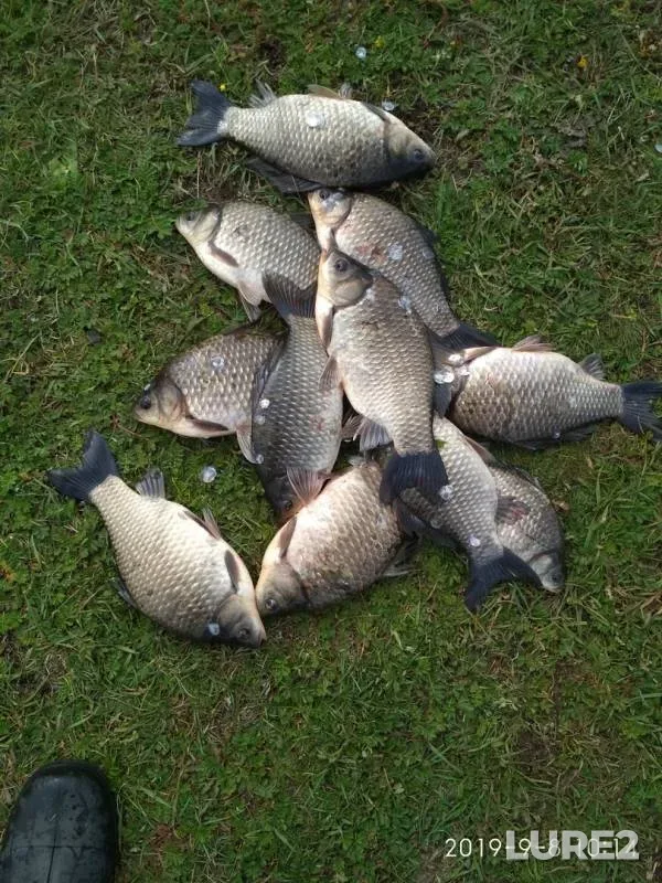 Crucian carp — Pyankovo, Sep 08, 2019