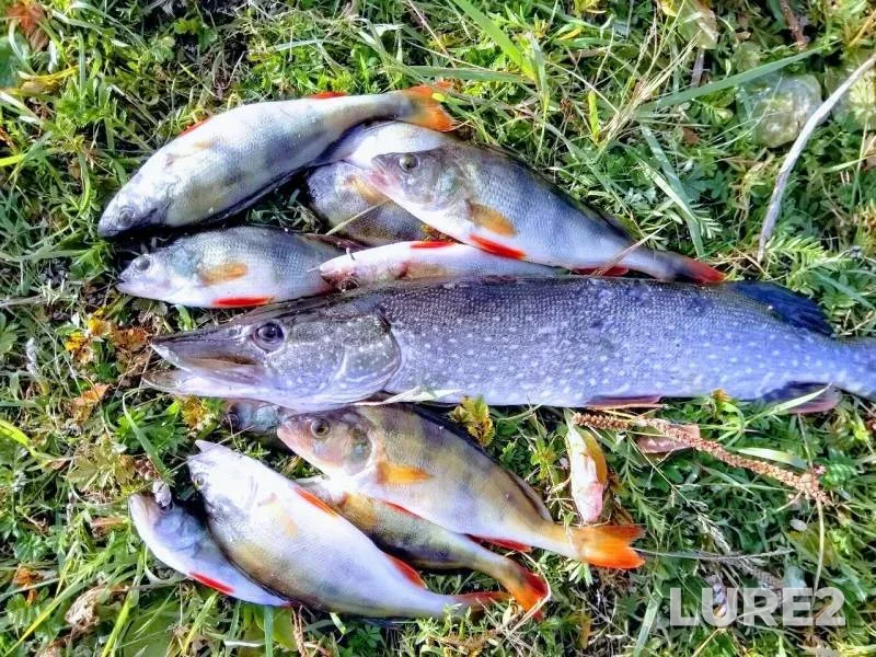 Perch, Pike — Yurgamysh, Sep 10, 2019