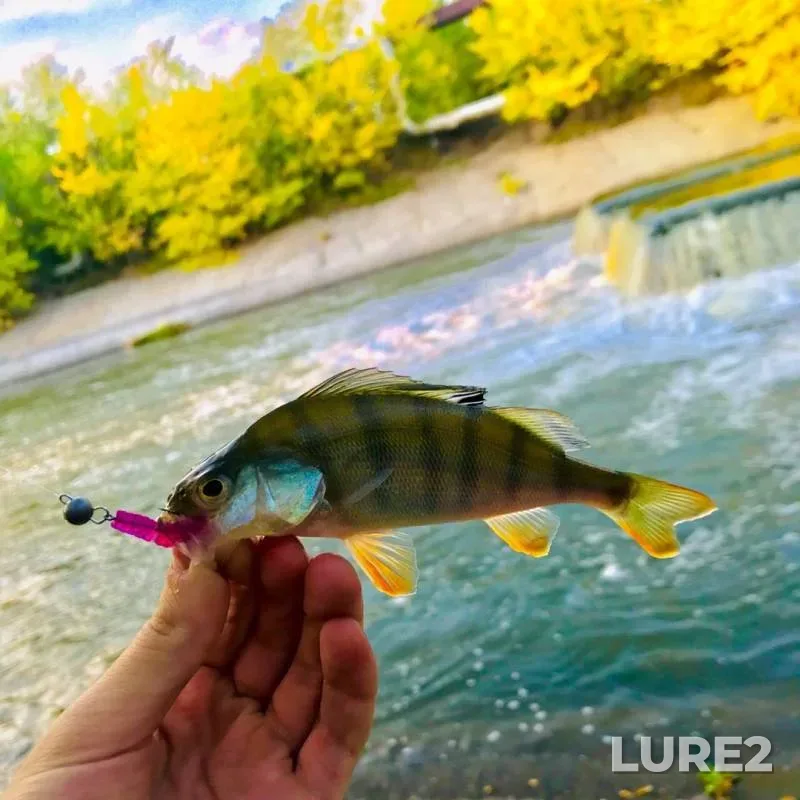 Perch — Orlovskoye, Sep 14, 2019