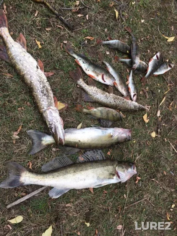 Perch, Pike — Tobyl - Tobol, Sep 21, 2019