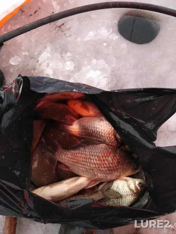 Crucian carp — Yarovoye, Nov 18, 2019
