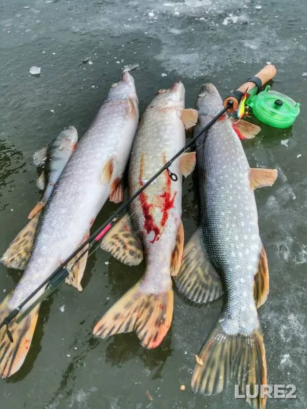 Perch, Pike — Iset, Nov 10, 2019