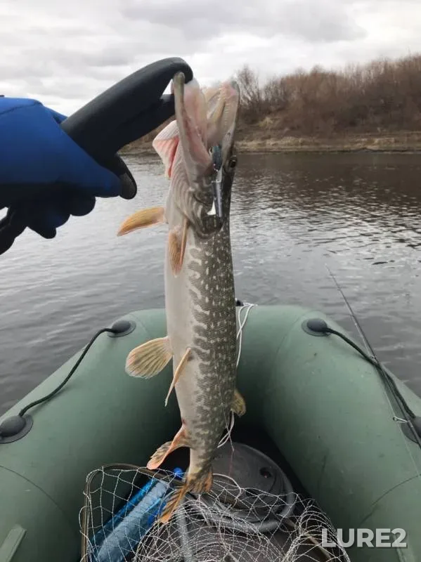 Pike — Tobyl - Tobol, Oct 26, 2019
