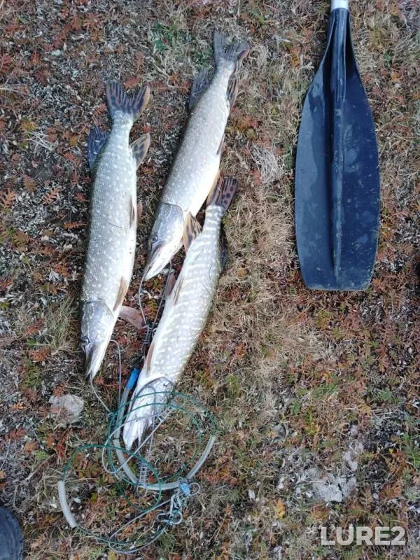 Pike — Tobyl - Tobol, Oct 12, 2019