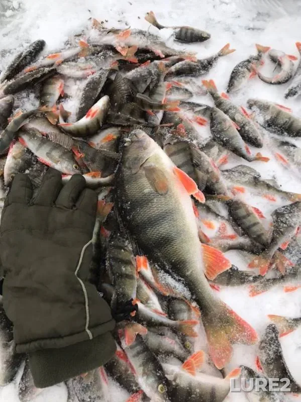 Perch — Kisloye, Nov 24, 2019