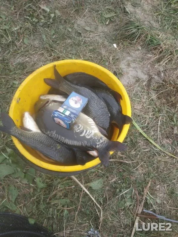 Carp — №10, Sep 15, 2019