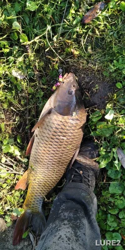 Carp — Tulskaya oblast, Aug 08, 2019