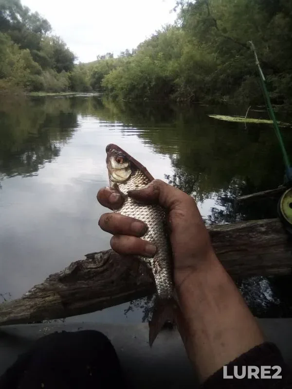 Perch, Roach — Plava, Aug 08, 2019