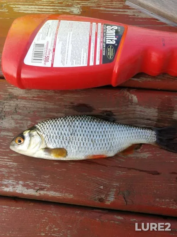 Roach — Tulskaya oblast, Aug 09, 2019