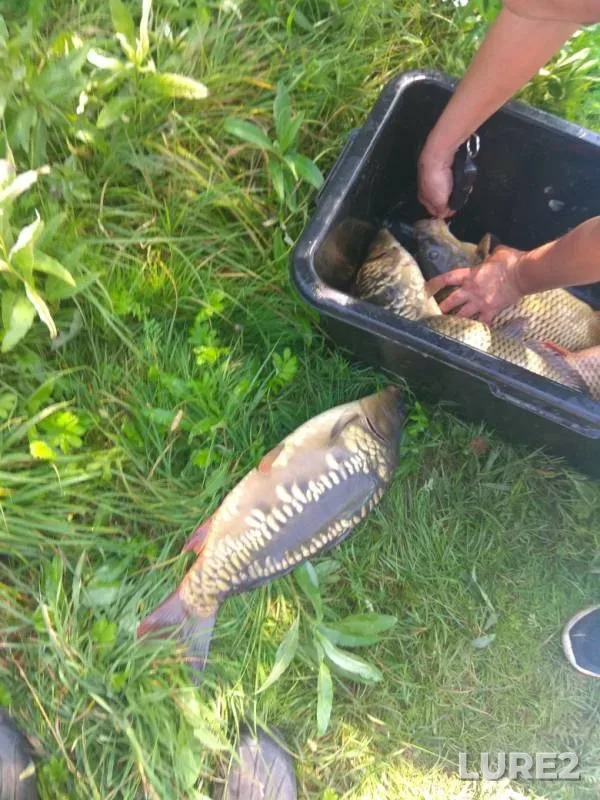 Carp — Tulskaya oblast, Aug 12, 2019