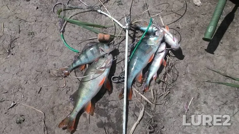 Perch — Plava, Aug 12, 2019