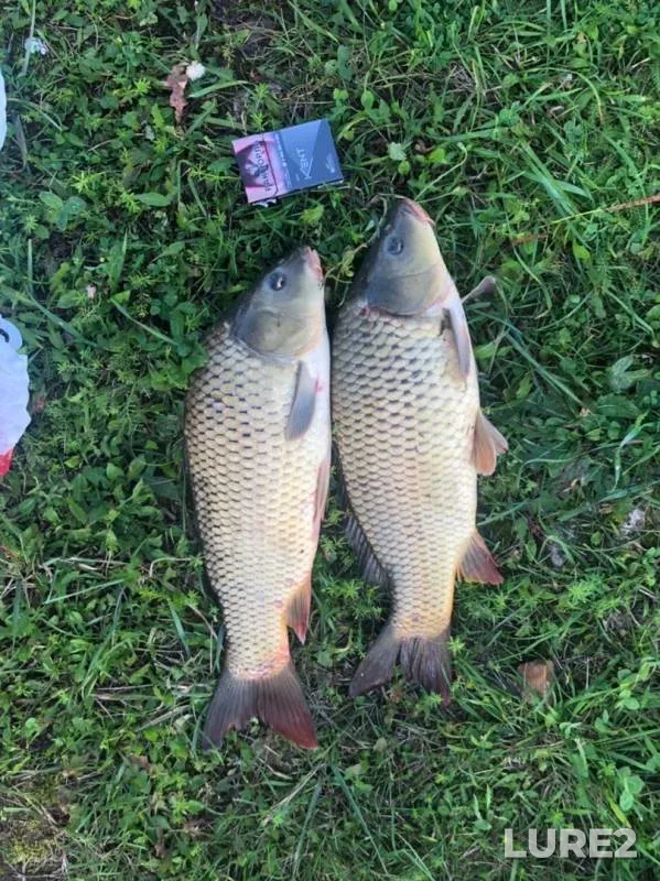 Carp — Tulskaya oblast, Aug 20, 2019