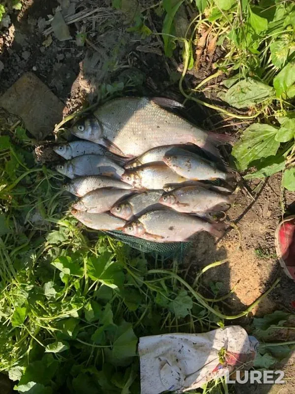 Bream — Upa, Aug 20, 2019