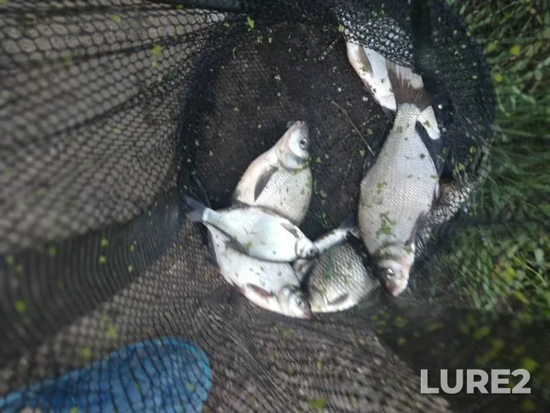 Bream, Crucian carp — Upa, Aug 20, 2019