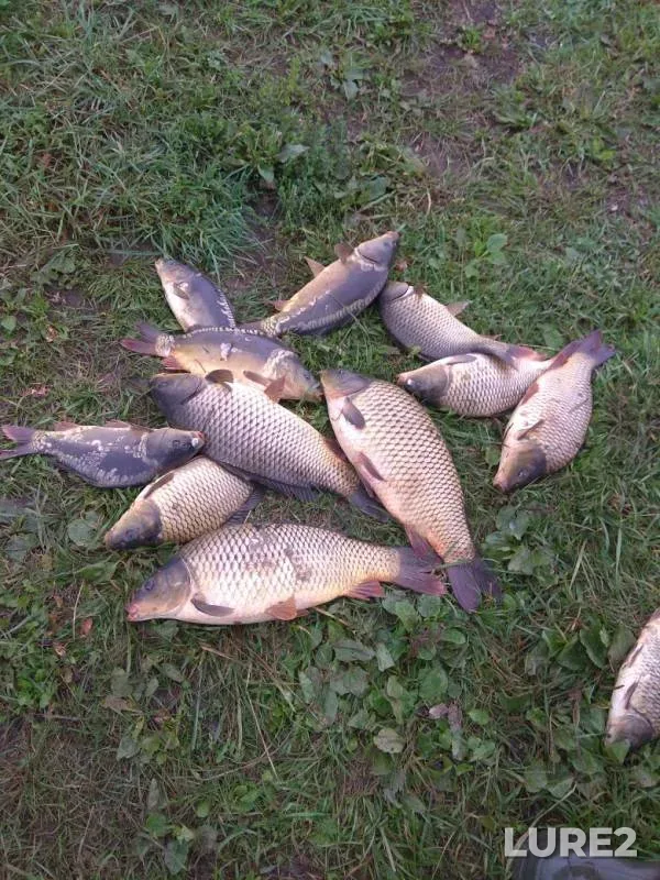 Carp — Tulskaya oblast, Aug 18, 2019