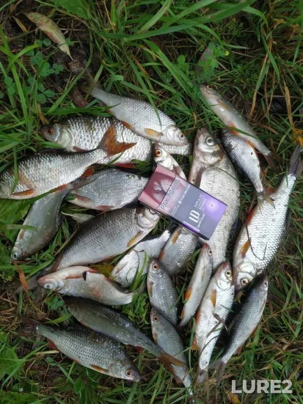 Roach — Tulskaya oblast, Aug 18, 2019