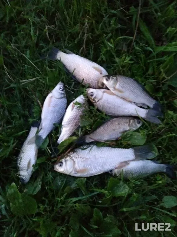 Crucian carp — Tulitsa, Aug 17, 2019