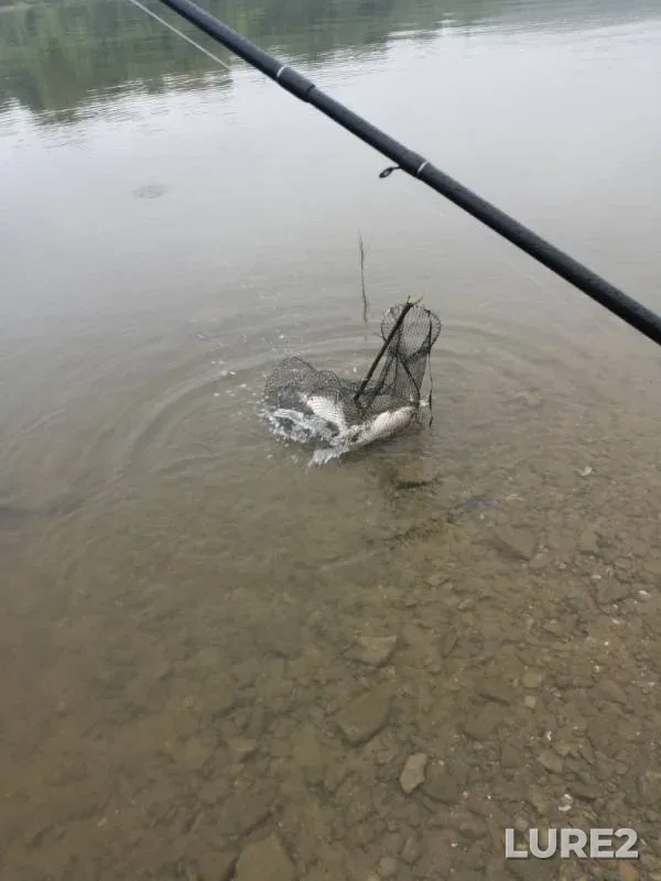 Bream, Roach — Oka, Aug 17, 2019
