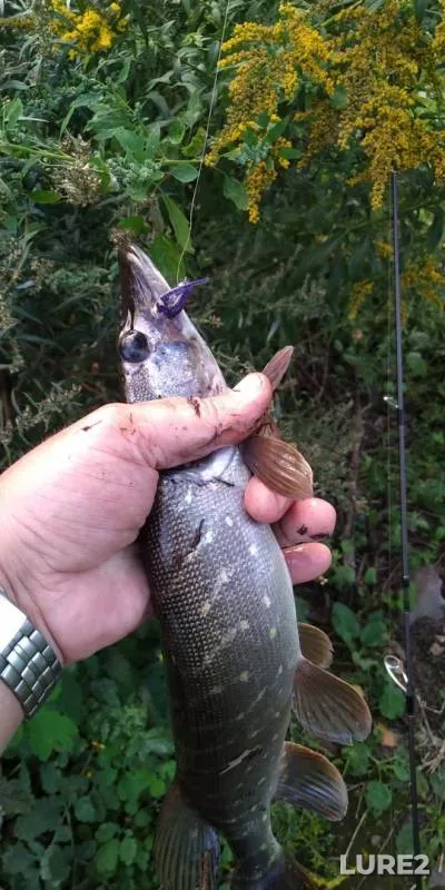 Pike — Tulskaya oblast, Aug 21, 2019