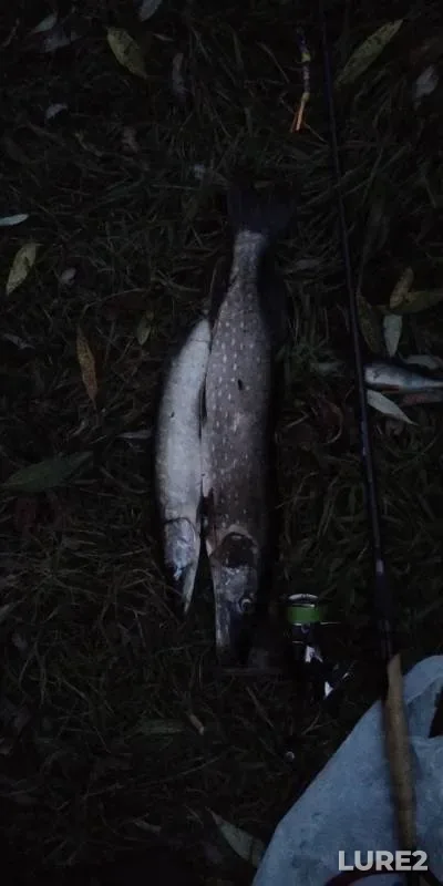 Pike — Tulskaya oblast, Aug 22, 2019