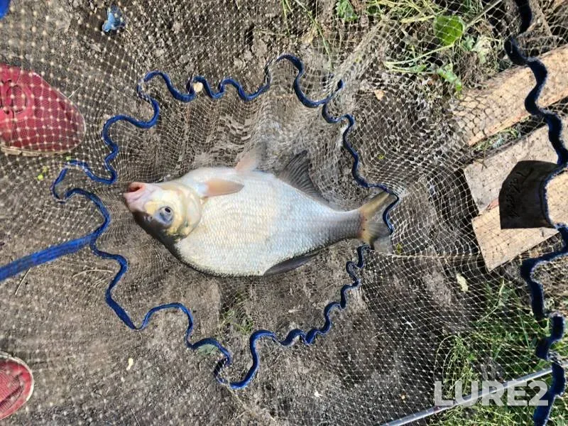Bream, Roach — Upa, Aug 22, 2019
