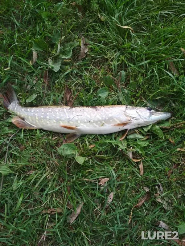 Pike — Plava, Aug 23, 2019