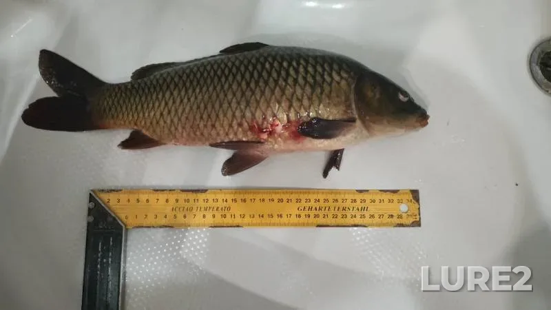Bream — Upa, Aug 23, 2019