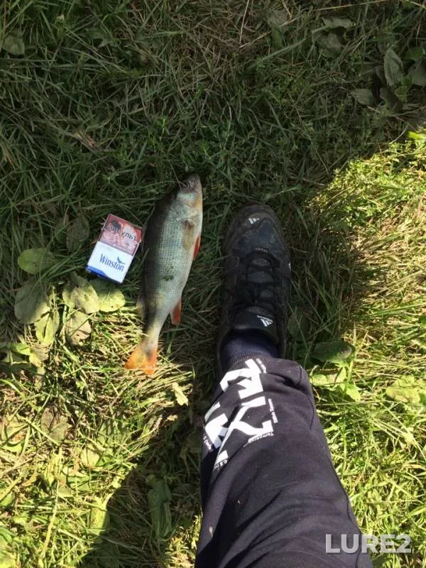 Perch — Oka, Aug 24, 2019