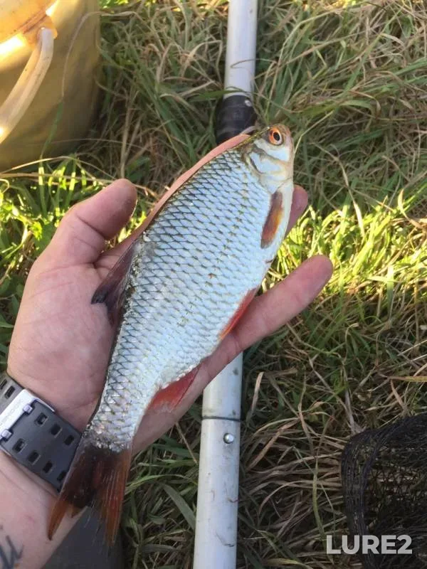 Roach — Tulskaya oblast, Aug 24, 2019