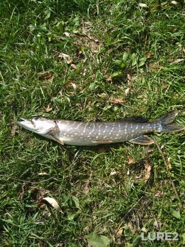 Pike — Plava, Aug 25, 2019