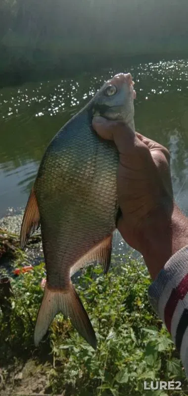 Bream — Upa, Aug 28, 2019