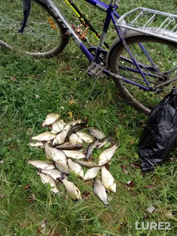 Crucian carp — Tulskaya oblast, Sep 04, 2019