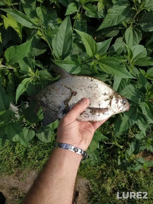 Bream — Upa, Sep 04, 2019