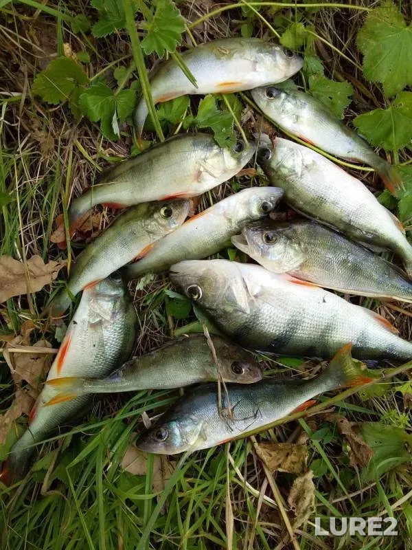Perch, Pike — Voronka, Sep 07, 2019
