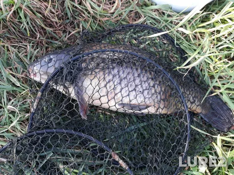 Carp — Tulskaya oblast, Sep 07, 2019