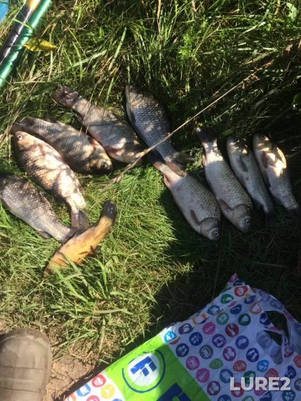 Crucian carp, Tench — Sudoble, Aug 19, 2019