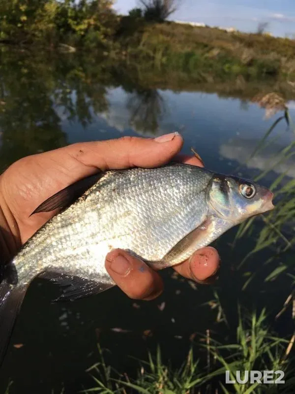 Bream, Roach — Upa, Sep 09, 2019