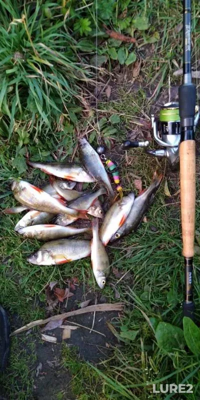 Perch — Tulskaya oblast, Sep 10, 2019