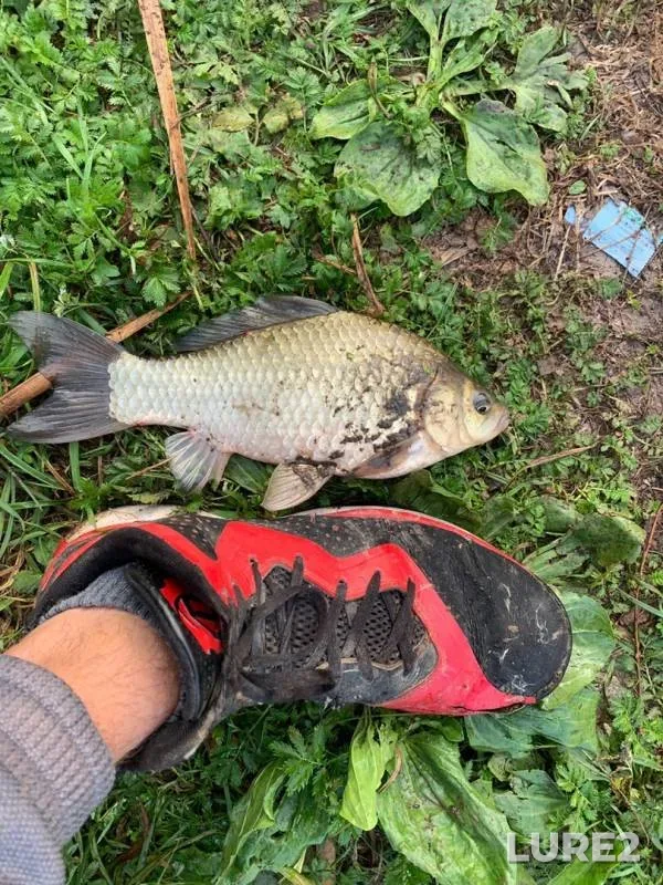 Crucian carp — Tulskaya oblast, Sep 13, 2019